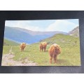 HIGHLAND CATTLE SCOTLAND POSTCARD TO CAPE TOWN 1971