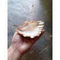 Cool seashell