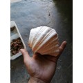 Cool seashell