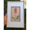 Rare find late 1700s hand colored picture of flowers bid for the lot