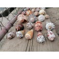 See Shell collection
