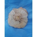 Ammonite (Hildoceras) Fossil