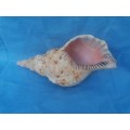 Lovely sea shell