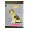 **Warehouse Clearance : Gorgeous cat book**