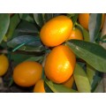 Kumquat tree cuttings