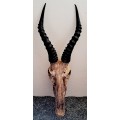ORIGINAL AFRICAN CAPE BLES-BUCK LARGE HORNS TO MAKE TROPHY **RARE / OLD**.