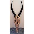 ORIGINAL AFRICAN CAPE BLES-BUCK LARGE HORNS TO MAKE TROPHY **RARE / OLD**.