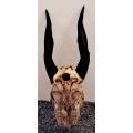 ORIGINAL AFRICAN CAPE BUCHBUCK  LARGE HORNS  TO MAKE TROPHY **RARE / OLD**.