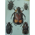 Fruit Chafers of Southern Africa by Erik Holm & Eugene Marais