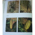 Cycads of South Africa by Cynthia Giddy