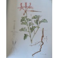 Pelargoniums of Southern Africa by J.J.A van der Walt, illustrations by Ellaphie Ward-Hillhorst