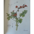 Pelargoniums of Southern Africa by J.J.A van der Walt, illustrations by Ellaphie Ward-Hillhorst
