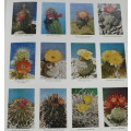 Cacti in Southern Africa by Rolf Rawe