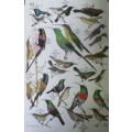Roberts` Birds 0f Southern  Africa by Gordon Lindsey Maclean