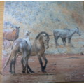 The wild horses of the Kaapsehoop Escarpment(beautiful nature book)