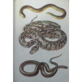 A field guide to the snakes of Southern Africa by VFM FitzSimons