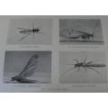 Trout Fly recognition by Jack Goddard