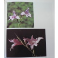 The winter-growing Gladioli of South Africa by various