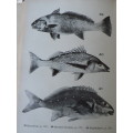 Our Fishes by Prof. JLB Smith