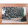Vintage Postcard of: The Public Gardens Kimberley. Posted 1906.