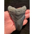 Fossil shark tooth Carcharodon Megalodon Great white shark. 106 mm