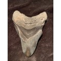 Fossil shark tooth Carcharodon Megalodon Great white shark. 106 mm