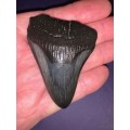 Megalodon Shark tooth Carcharodon Megalodon Fossil Great White 7 cm