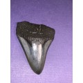 Megalodon Shark tooth Carcharodon Megalodon Fossil Great White 7 cm