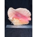 Vintage Giant Queen Conch or Pink Conch Natural Seashell Nautical Décor Collector