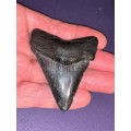 Fossil shark tooth Carcharodon Megalodon Great white Shark.  7 cm