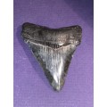 Fossil shark tooth Carcharodon Megalodon Great white Shark.  7 cm