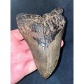 Fossil Shark Tooth Carcharodon Megalodon Great white Shark Ocean Monster Size 15 cm