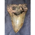 Fossil Shark Tooth Carcharodon Megalodon Great white Shark Ocean Monster Size 15 cm