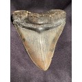 Fossil Shark Tooth Carcharodon Megalodon Great white Shark Ocean Monster Size 13 cm
