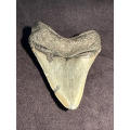 Fossil shark tooth Carcharodon Megalodon Great white Shark. 8.9 cm