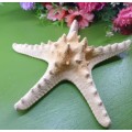 Sea Star Just for You