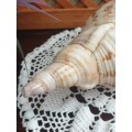 CONCH SEA SNAIL SHELL | LARGE | VERY GOOD CONDITION | DECOR |