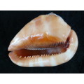 LARGE RED CASSIS RUFA BULLMOUTH HELMET SEA SHELL