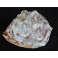LARGE RED CASSIS RUFA BULLMOUTH HELMET SEA SHELL