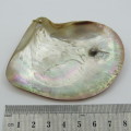 Oyster shell with pearl - made into pendant