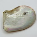 Oyster shell with pearl - made into pendant