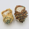 Pair of Conch shell salt and pepper shakers
