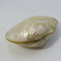 Large polished clam shell