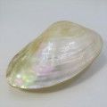Large polished clam shell