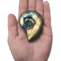 Exquisite quality Labradorite Ammonite  Each piece is approximately 6cm in length.