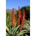 Aloe ferox - 100 seeds