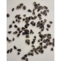 Aloe ferox - 100 seeds