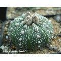 Astrophytum asterias (Sea Urchin Cactus) 50 seeds