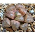 Haworthia picta - 100 seeds