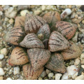 Haworthia picta - 100 seeds